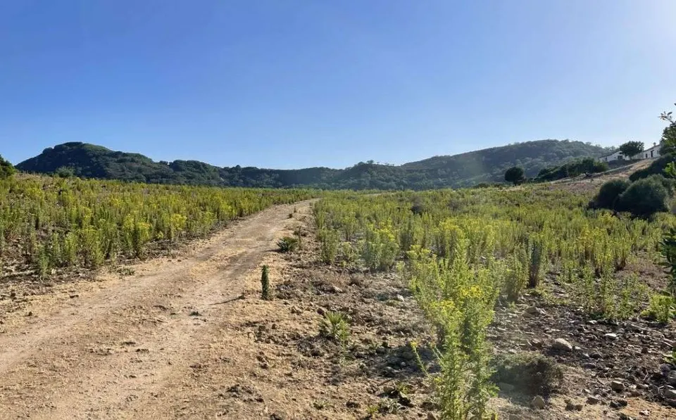 Nieruchomość z dostępem do jeziora w Castellar de la Frontera — zdjęcie